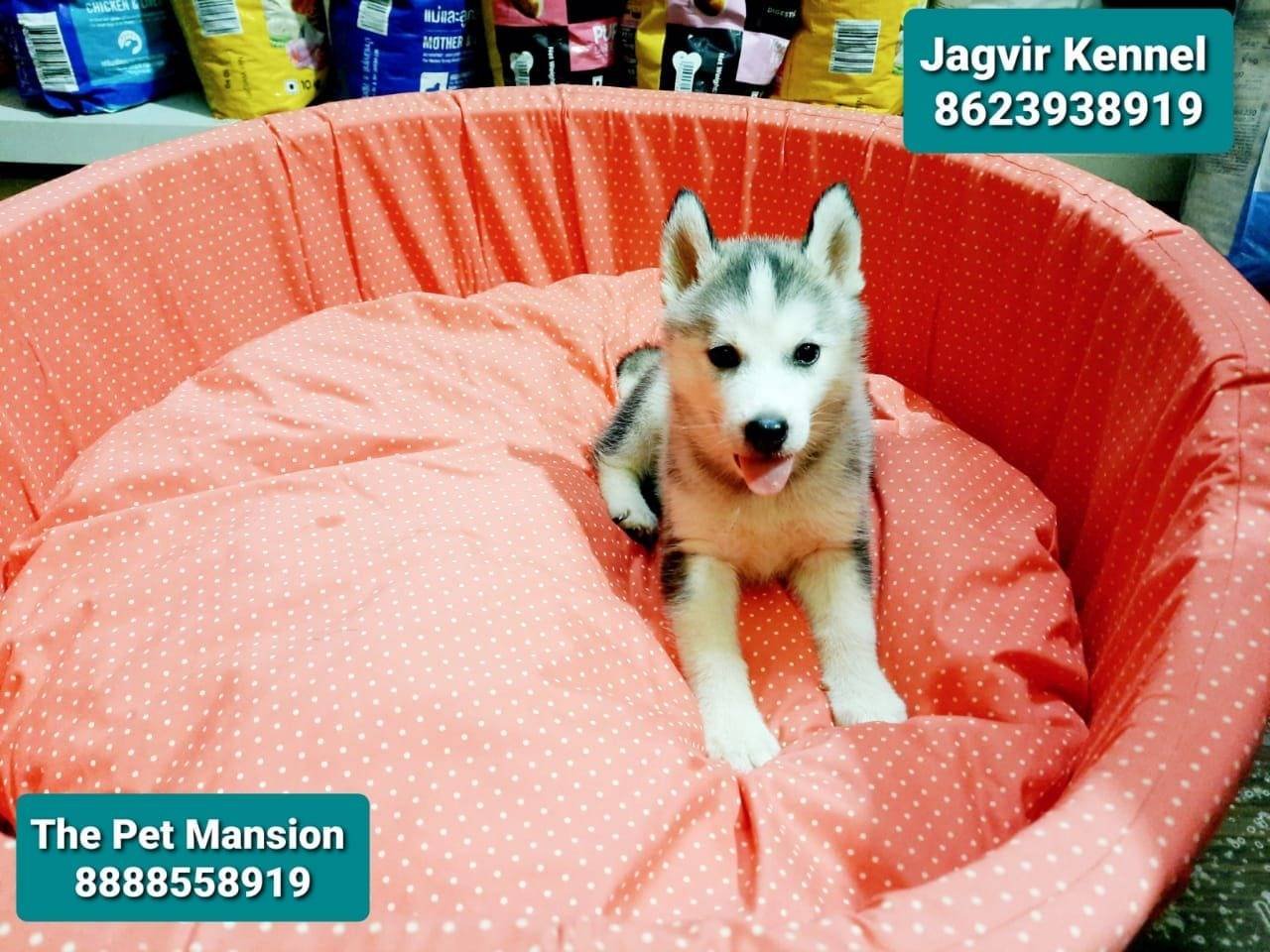 35701the-pet-mansion-tarabai-park-kol4.jpg